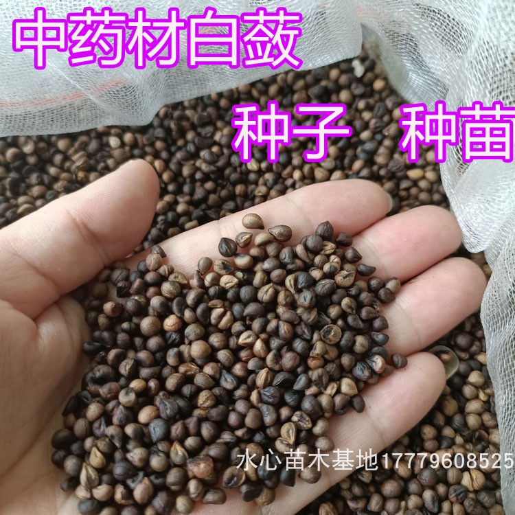江西白心白蔹种子种苗蛇葡萄山地瓜野红薯五爪藤根白敛中草药材籽