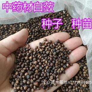 江西白心白蔹种子种苗蛇葡萄山地瓜野红薯五爪藤根白敛中草药材籽