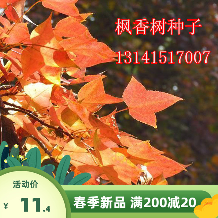 枫香树种子行道树园林绿化苗木风景树苗美国进口枫香种子林木种子