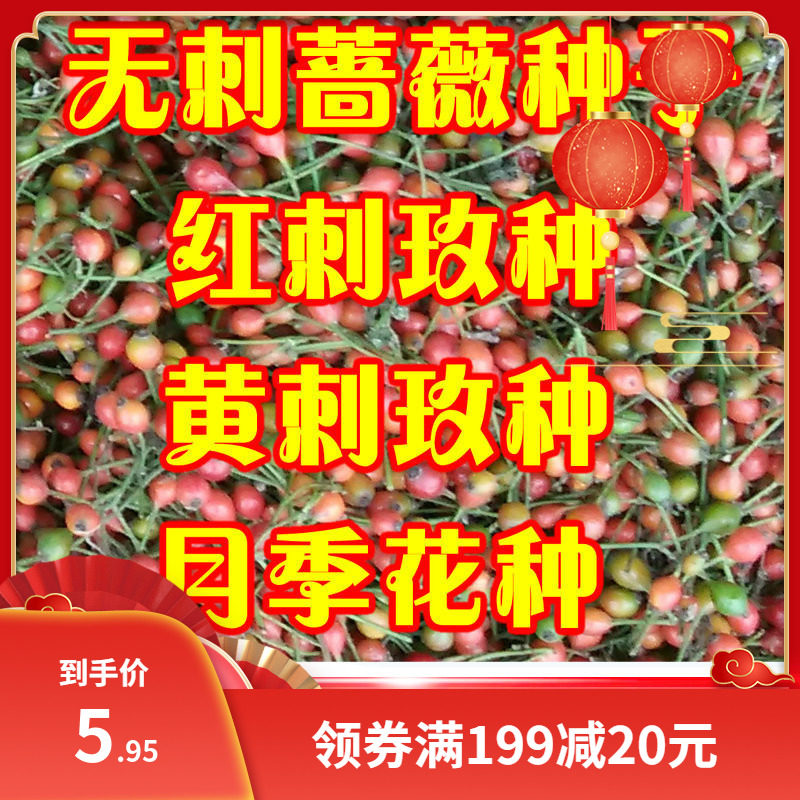多花蔷薇种子 无刺蔷薇嫁接玫瑰藤本月季红刺玫 黄刺玫种子月季籽