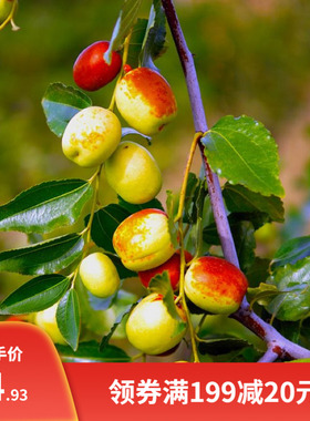 酸枣种子食用药用保健野枣枣树种籽山枣角针硬枣大红枣种籽酸枣仁