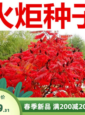火炬种子 加拿大盐肤木 又名鹿角漆新采苗木树种籽火炬树种子