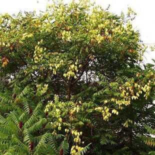 臭椿种子林木种臭椿树种子乔木造林树苗籽 椿树和木砻树樗臭椿皮