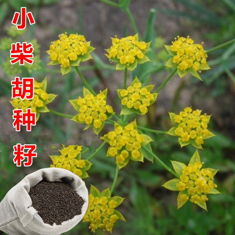 柴胡种子中药材种子地熏茹草茈胡山菜 中草药小柴胡种子北柴胡种