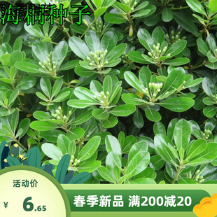 海桐林木种子 海桐种子 苗木种子 海桐球种子净种子 花卉种子包邮