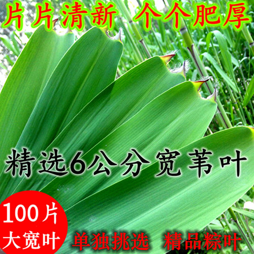 精品粽叶新鲜粽子叶野生芦苇叶