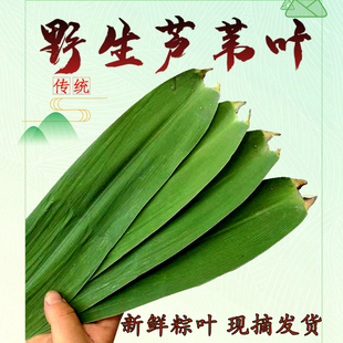 粽叶包粽子专用现摘大号野生芦苇叶特大本地端午节老式 新鲜粽子叶