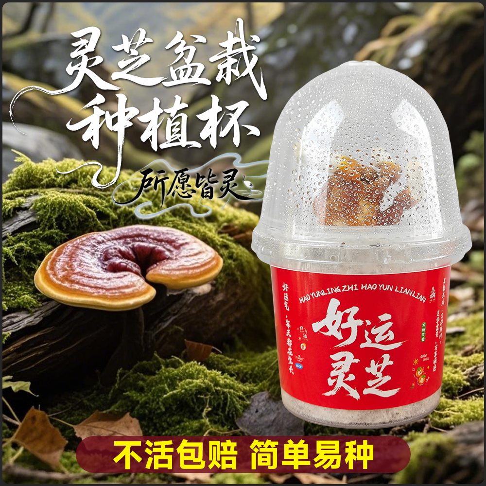 灵芝活体盆栽室内好养小盆栽