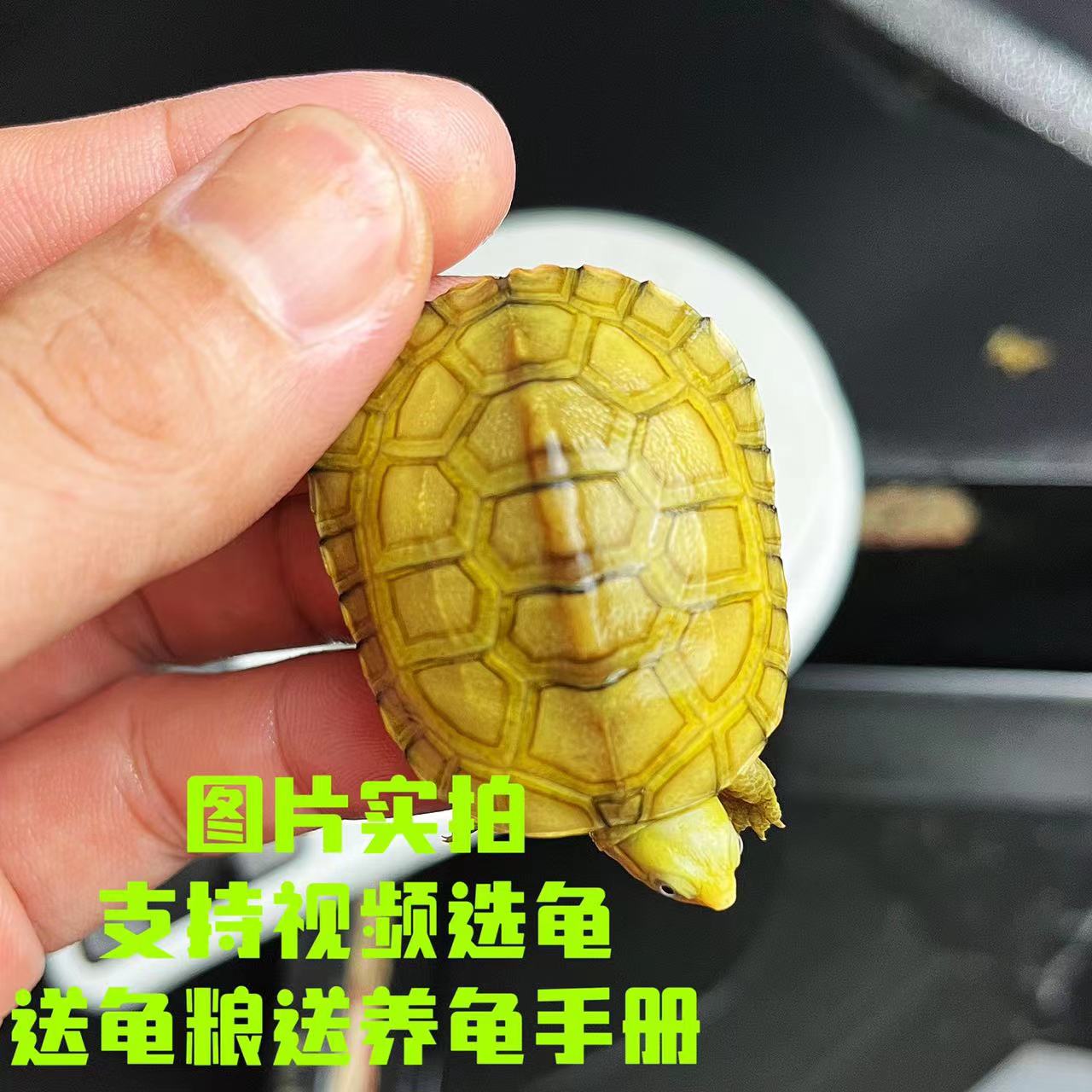 黄喉拟水龟小青龟皖南纯种北种石金钱风水宠物笑脸龟苗活体镇宅