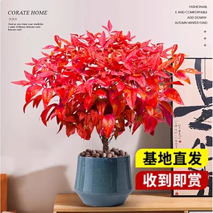 火焰南天竹盆栽冬季客厅耐寒绿植禅意盆景办公室植物阳台庭院好养