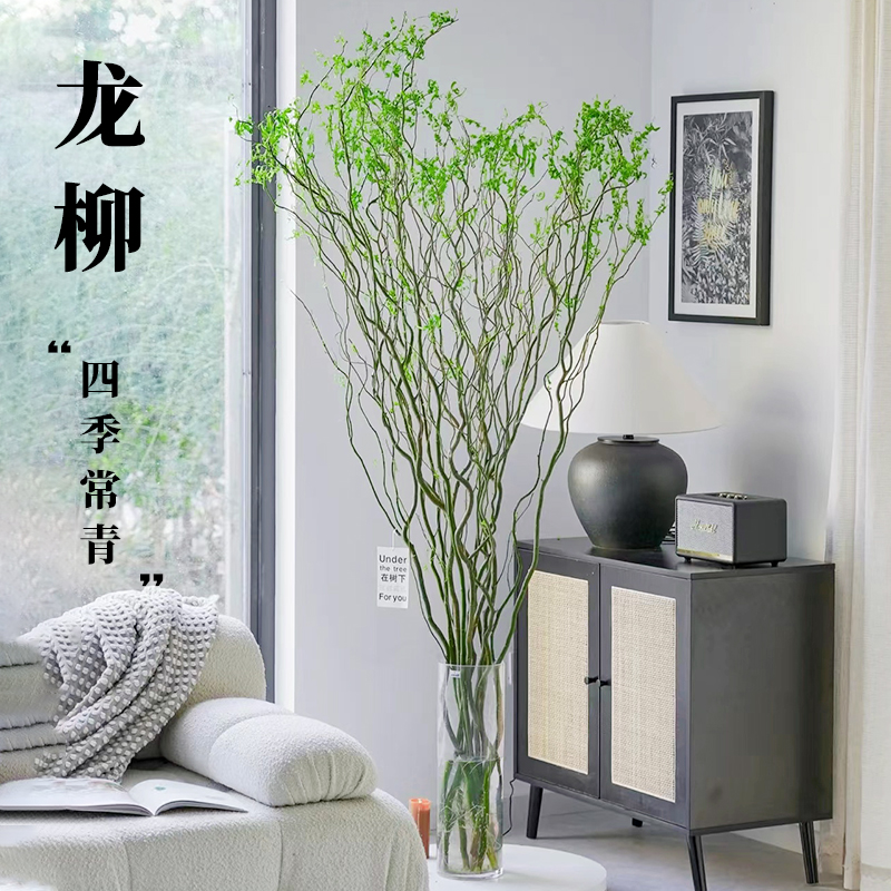 龙柳鲜枝水培植物室内客厅四季常青国风水养鲜切黄金龙柳绿植花卉