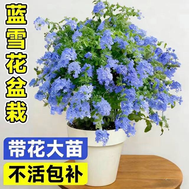 蓝雪花盆栽大苗易开花易活阳台