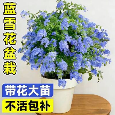 蓝雪花盆栽大苗易开花易活阳台