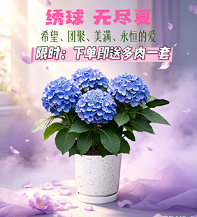 重瓣绣球花无尽夏盆栽太阳神殿大花带花苞变色四季室内室外庭院