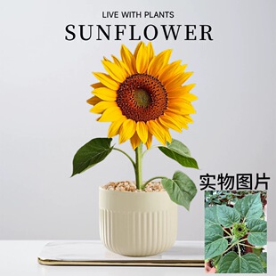 向日葵盆栽秧苗种子籽盆栽观赏葵花苗阳台活苗绿植花卉新手懒人