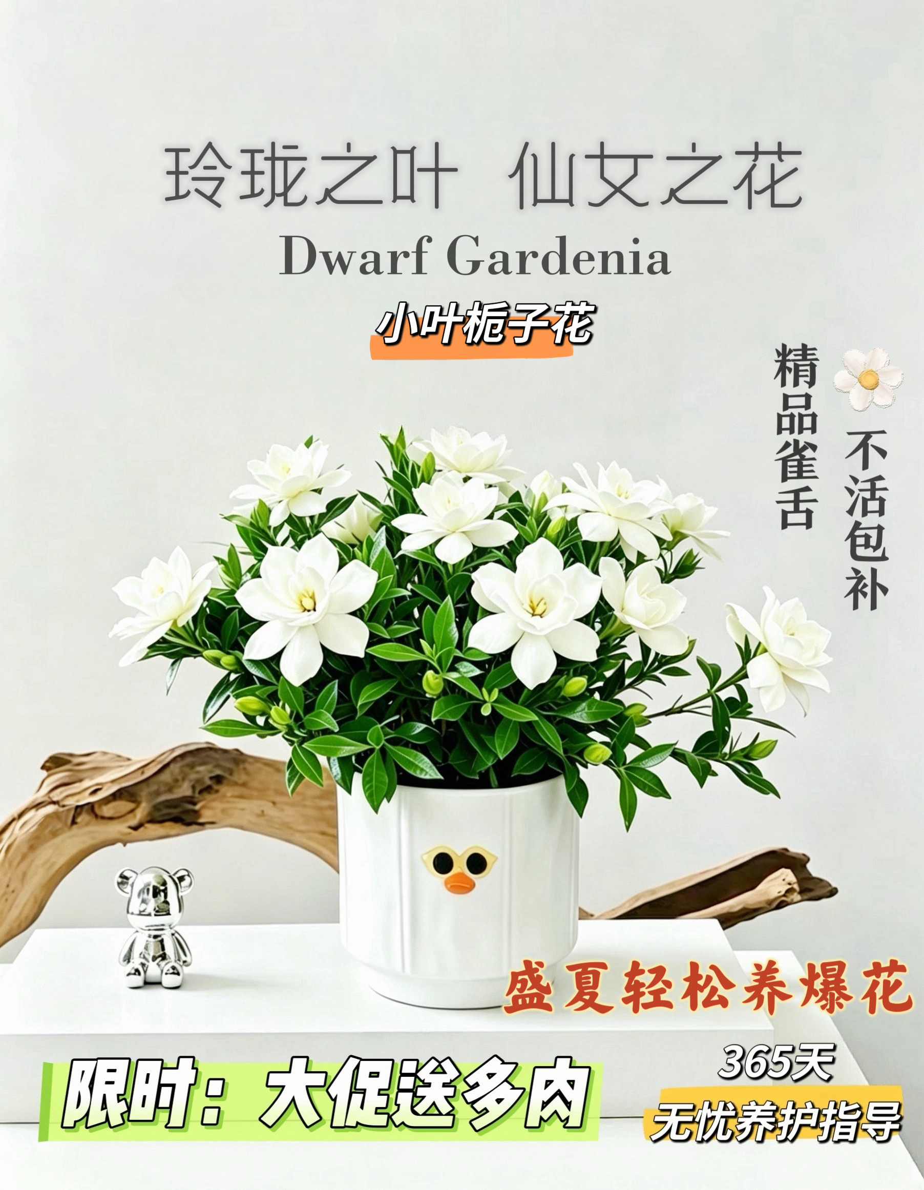 桌面绿植小盆栽小叶栀子花盆栽工位小绿植室内植物带花苞反复开花