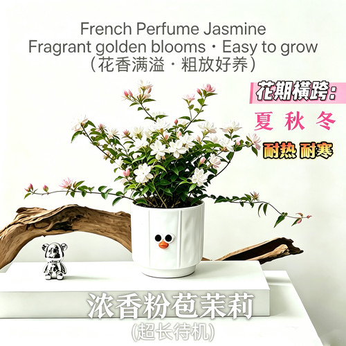 桌面绿植小盆栽小叶栀子花盆栽工位小绿植室内植物带花苞反复开花