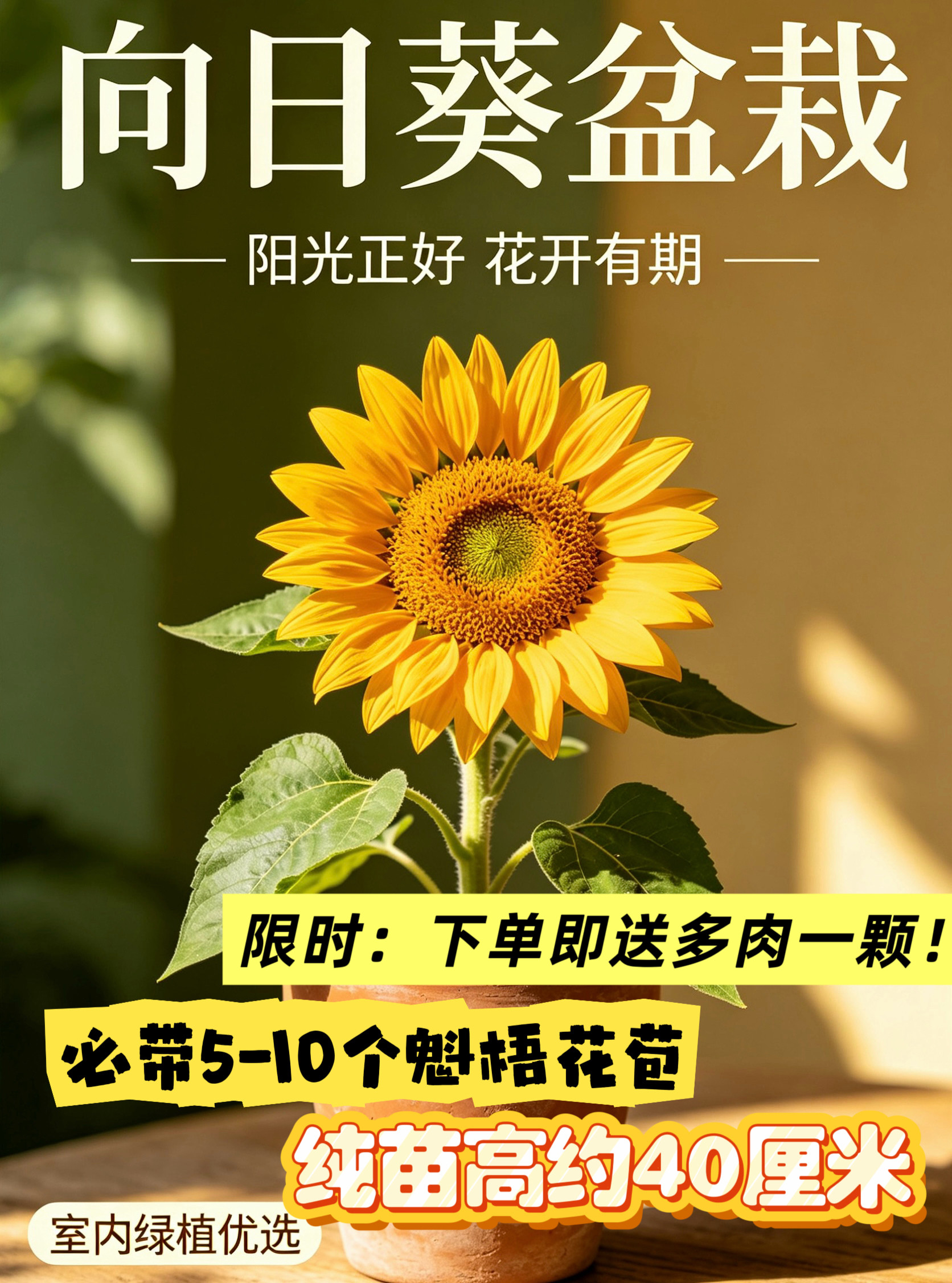 向日葵盆栽秧苗种子籽盆栽观赏葵花苗阳台活苗绿植花卉新手懒人