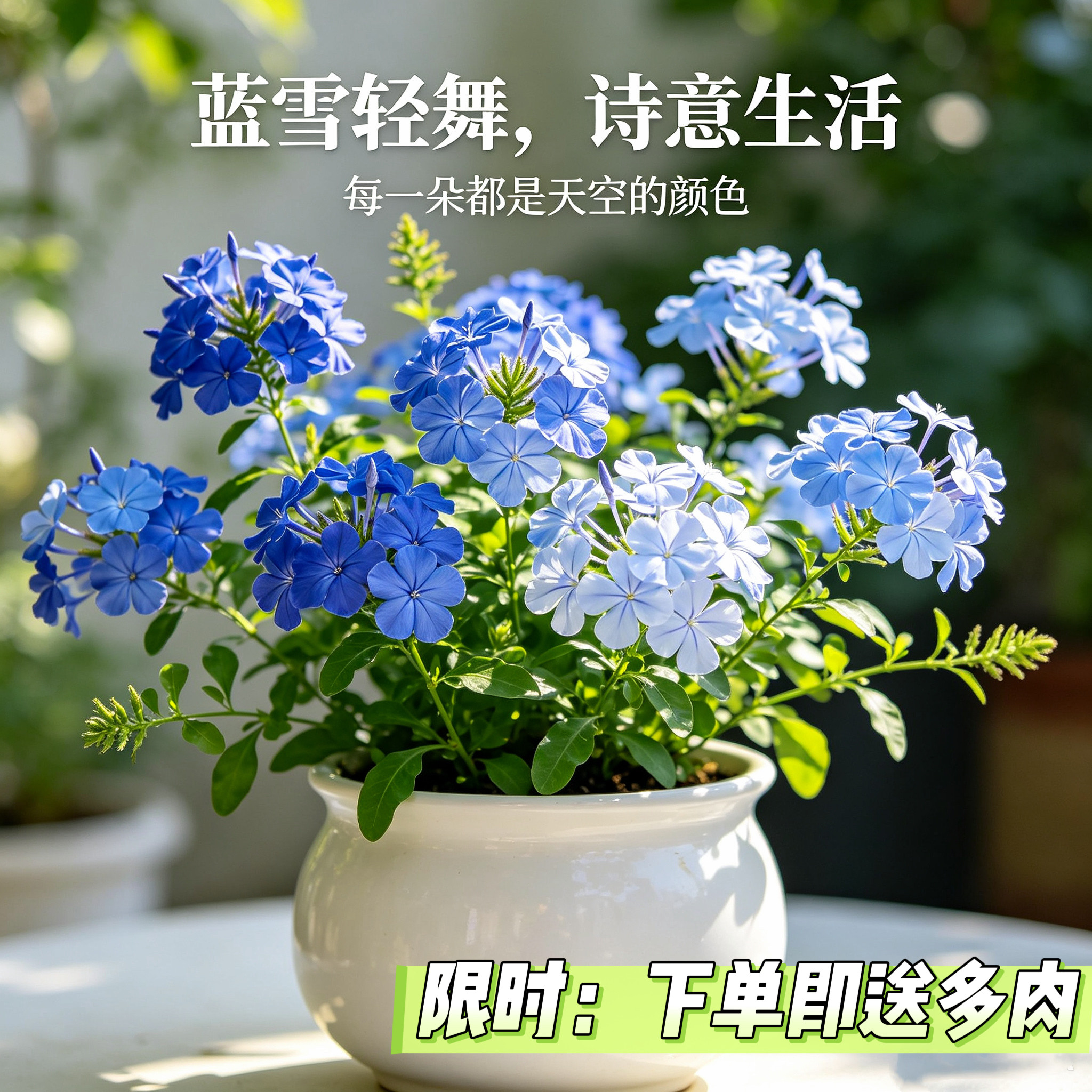 蓝雪花盆栽苗草本绿植花卉庭院阳台耐热四季好养净化空气多年植物