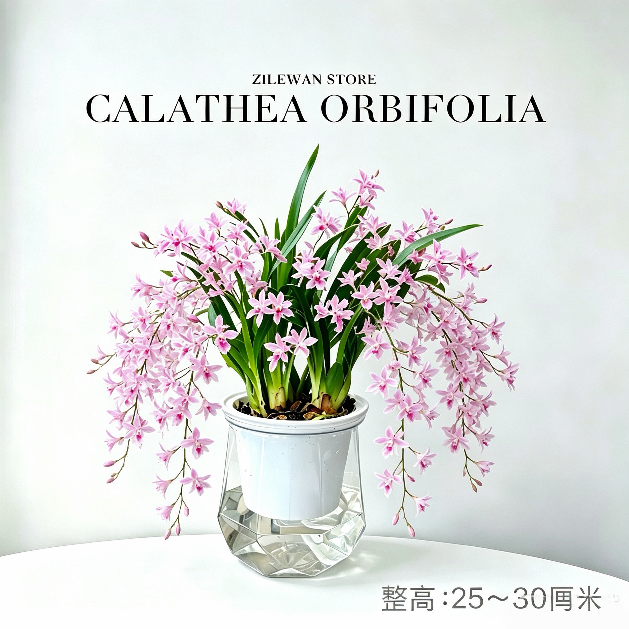水培植物桌面小盆栽工位绿植室内客厅办公室兰花懒人好养活常青