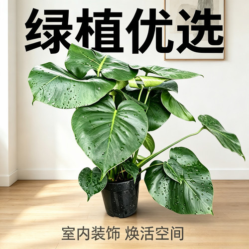 除甲醛龟背竹盆栽室内客厅观叶大盆栽植物水培土培净化空气基地直