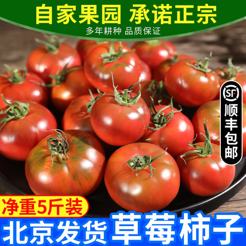 正宗草莓西红柿5斤顺丰包邮