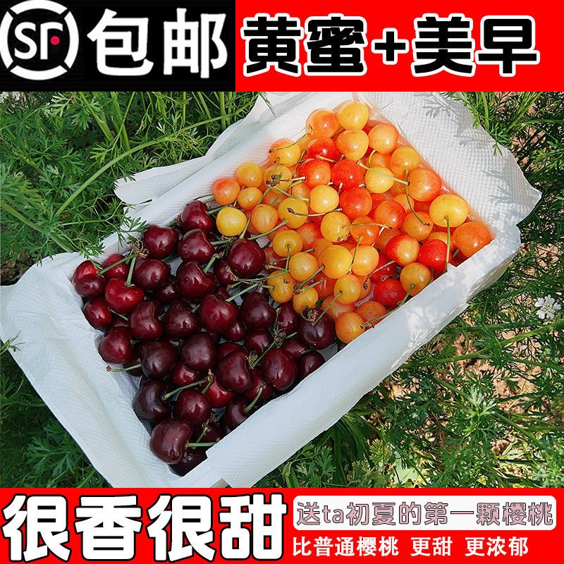 山东黄蜜大樱桃蜜甜烟台黄水晶黄樱桃国产露天雷尼车厘子顺丰空运