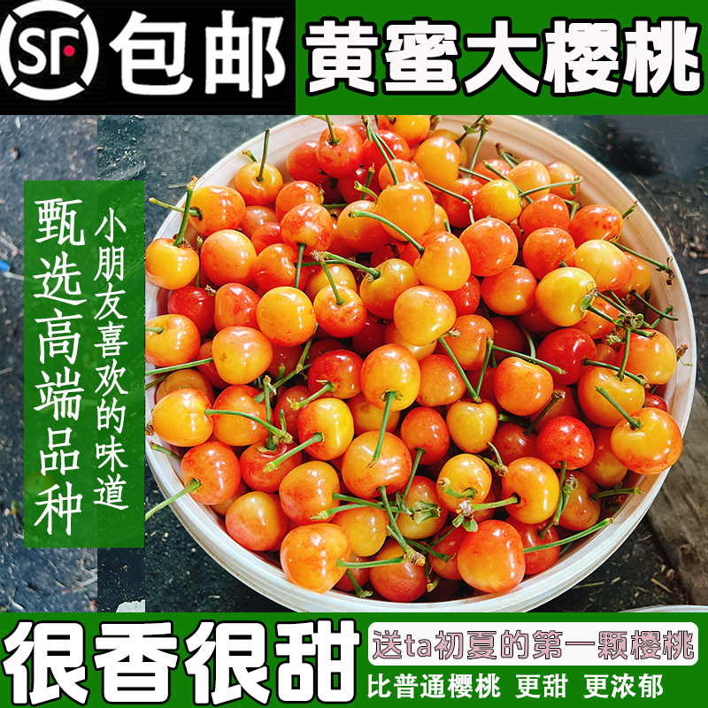香甜软糯的黄水晶樱桃熟了