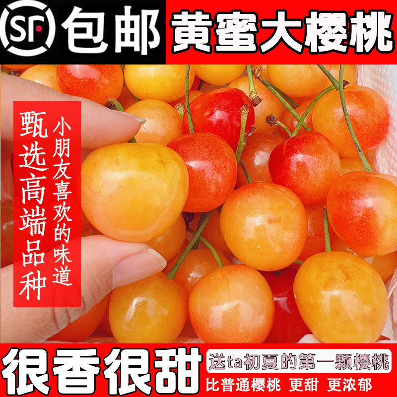 山东黄蜜大樱桃烟台黄水晶黄樱桃国产露天雷尼车厘子顺丰空运