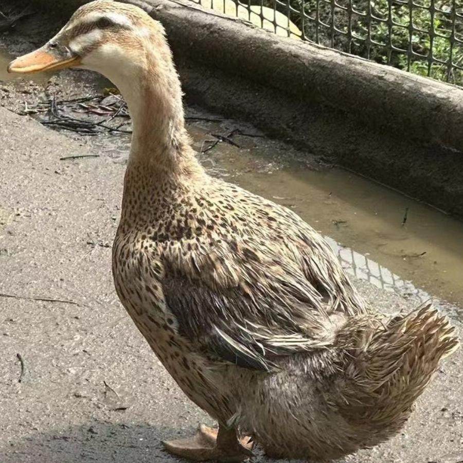 土鸭老母鸭散养五谷杂粮大水鸭煲汤麻母鸭活体6斤新鲜现杀
