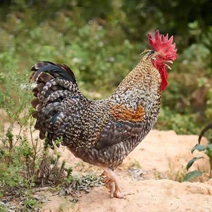 土鸡300天老阉鸡芦花扇鸡农家散养鸡五谷杂粮走地鸡活体六斤现杀