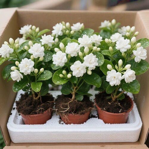 横县重瓣茉莉花苗小苗浓香型花卉懒人好养活可泡茶四季绿植盆栽