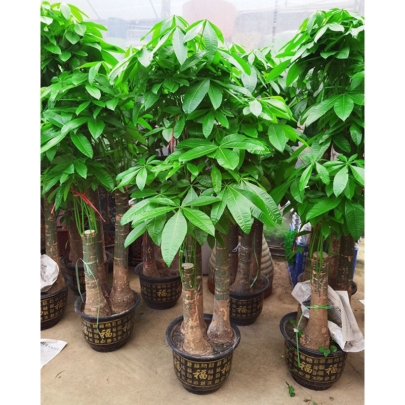 发财树步步高盆栽室内好养活三杆大型树绿植客厅乔迁开业植物跨境