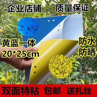 粘虫板黄板双面粘虫板大棚专用蓟马家用黄蓝一体虫板果园庭院