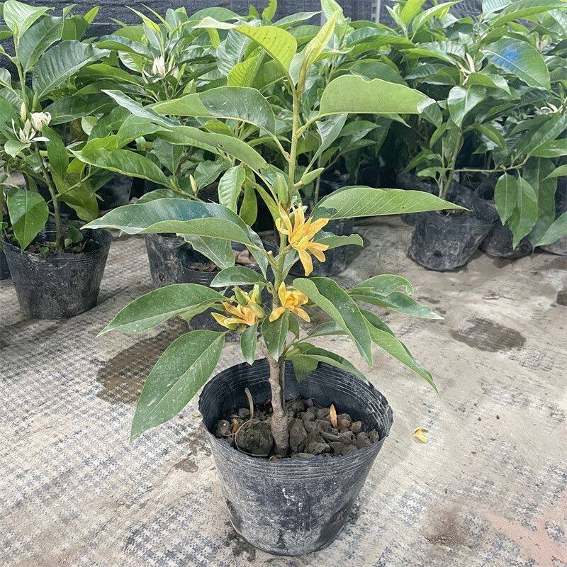 白兰花盆栽花卉白玉兰树苗嫁接黄角兰黄桷兰黄玉兰苗常绿树苗庭院