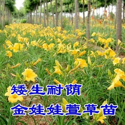 现挖大花萱草忘忧草金娃娃萱草耐寒喜阴多年生易活串根庭院绿化苗