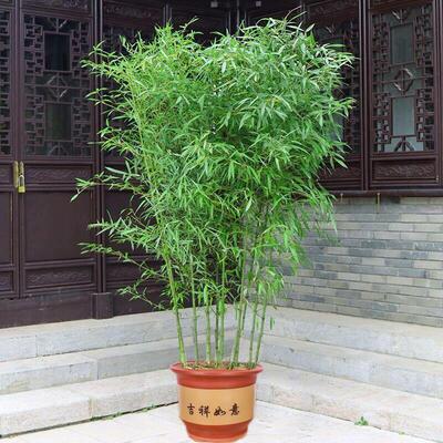 竹子耐寒庭院植物四季常青