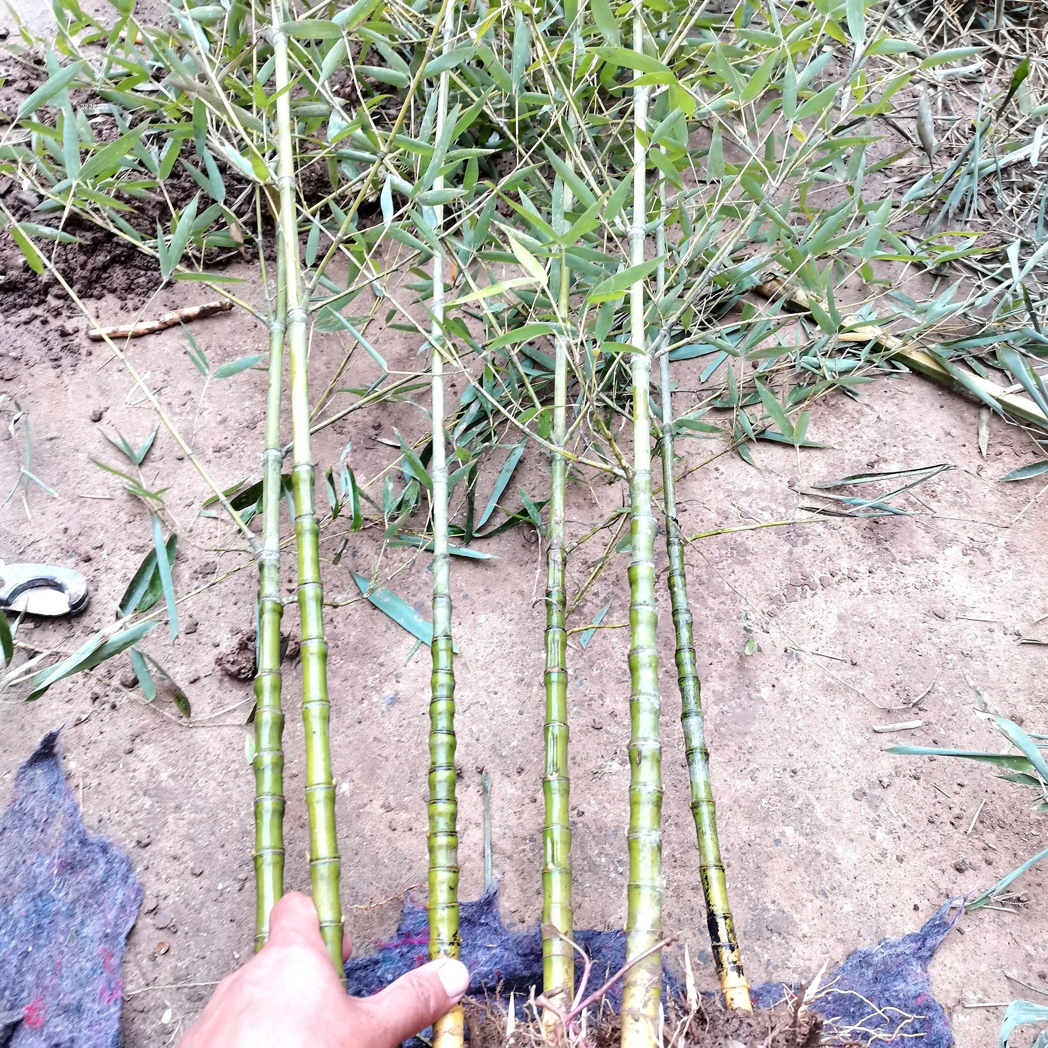 盆景罗汉竹佛肚龟甲室内竹苗竹子苗耐寒风水庭院绿篱观赏矮化盆栽