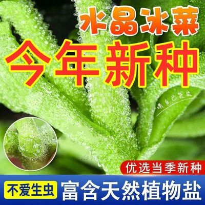 正棕水晶冰菜种子冰草种籽四季盆栽大全多次采摘自带冰晶蔬菜种