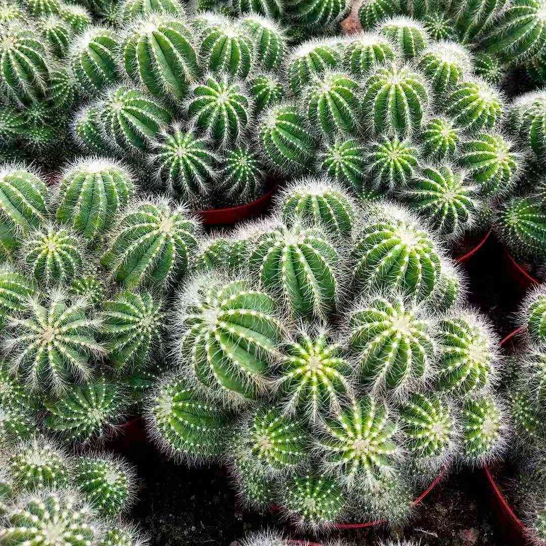 金冠银冠开花仙人球仙人掌群生球好养室内多肉盆景耐旱群生