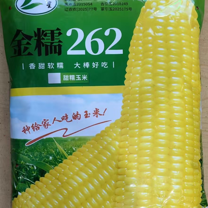 东北黄粘糯甜玉米种子金糯262 鲜食冷冻大黄黏大棒春季非转米糯95