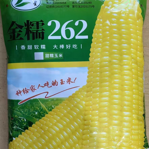 东北粘玉米种子青食冷冻春季粘甜