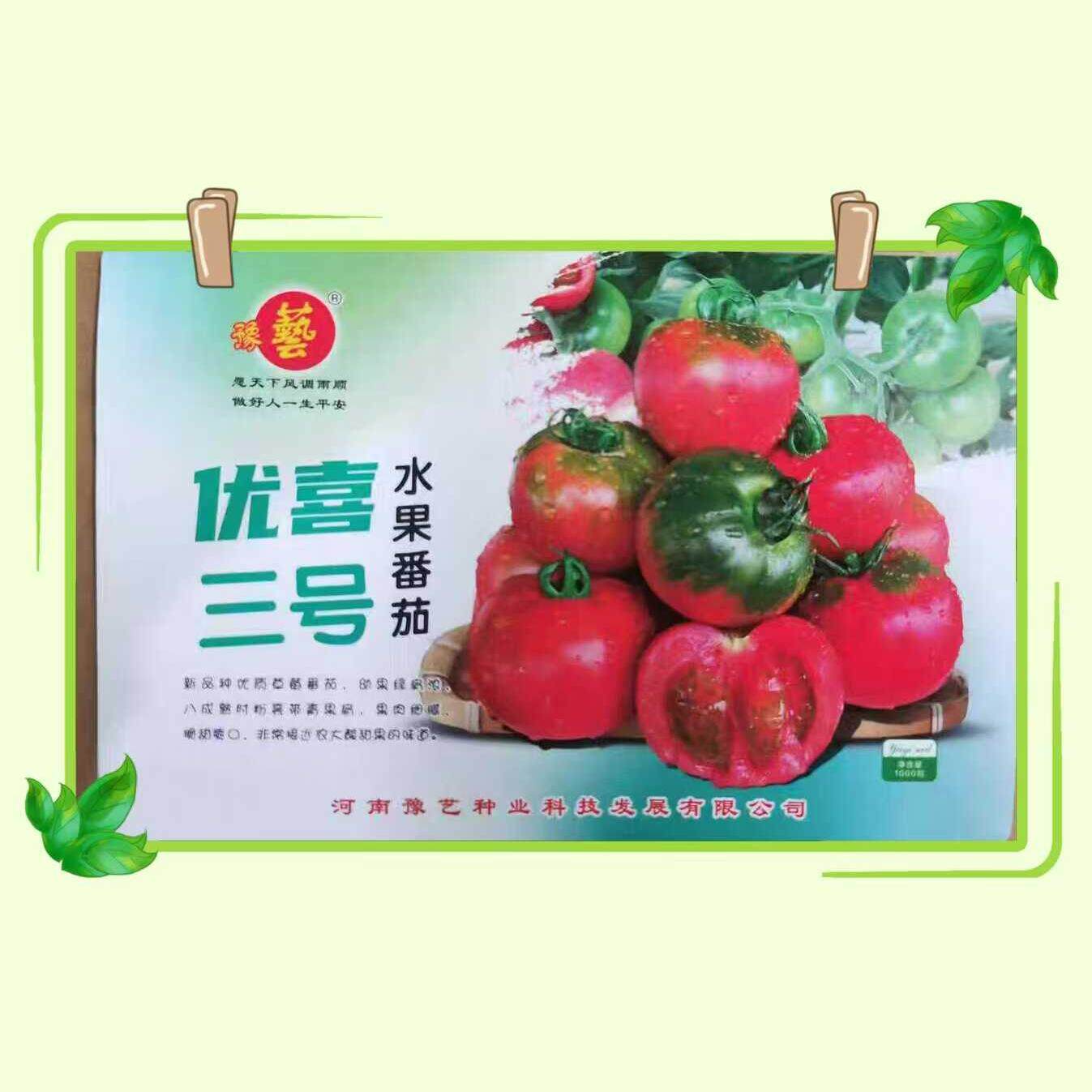 青肩水果口感番茄豫艺优喜三号