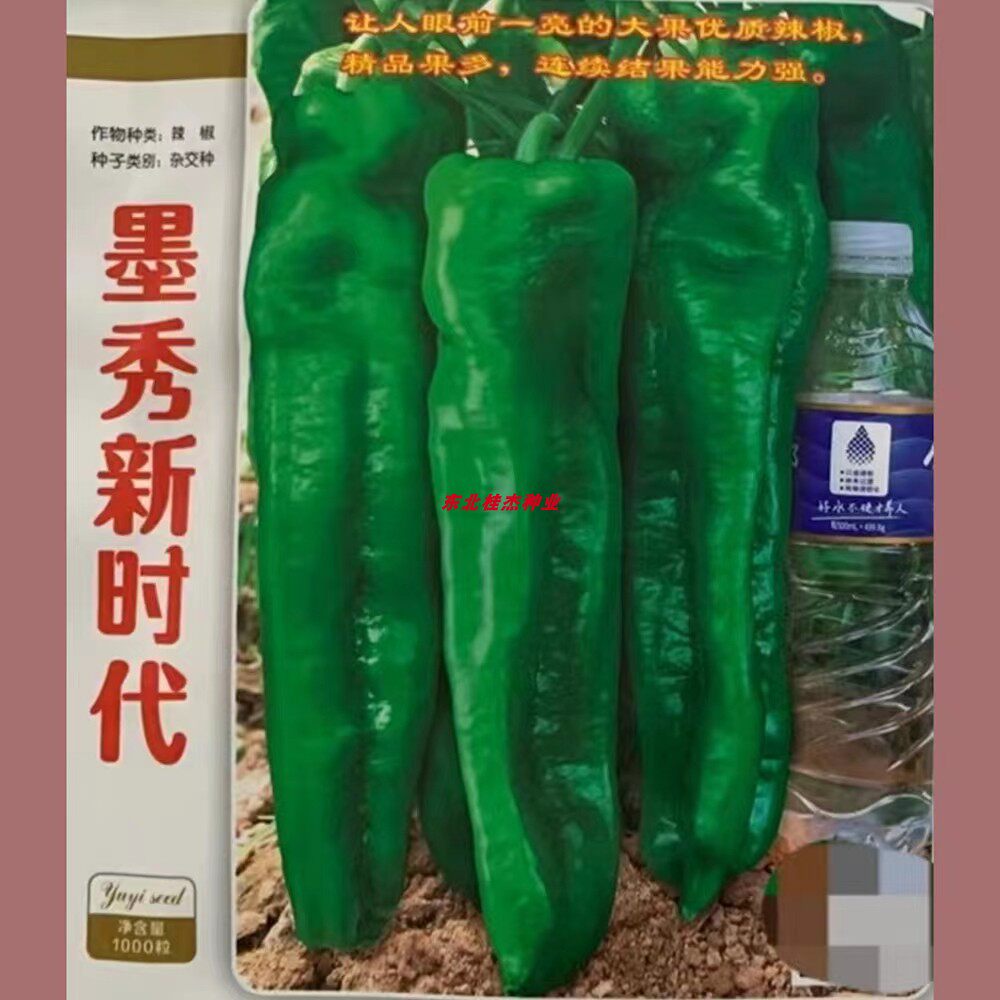 豫艺种业 墨秀新时代泡椒辣椒种子 脆嫩微辣早春秋季墨秀长龙