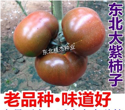 大紫西红柿种子皮薄甜软可口
