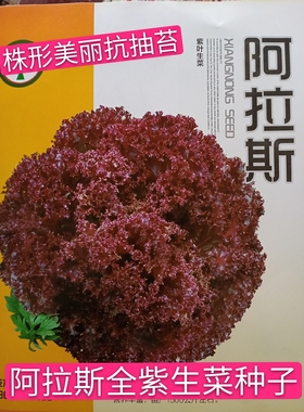 紫色特色生菜 全紫 阿拉斯日本红叶生菜种子半紫紫叶生菜种子5克