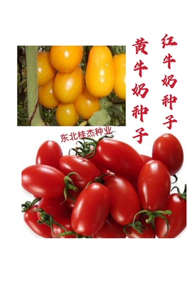农家红黄牛奶西红柿番茄种子春季