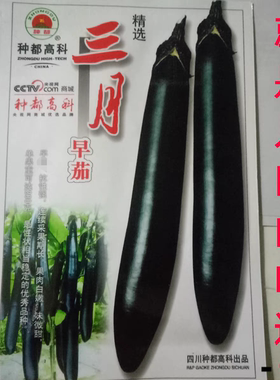 三月早茄种子春季秋季农家老品种