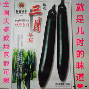 三月早茄东北茄子新种子棚室菜园春季夏季秋季栽种长茄紫茄农家