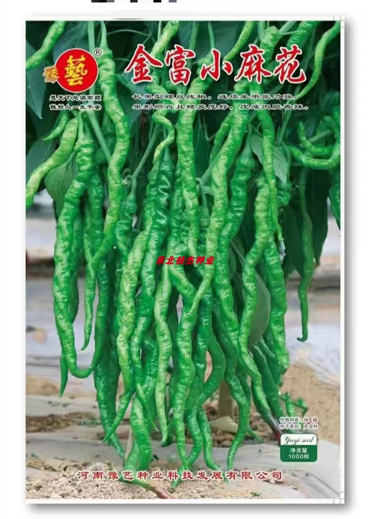 豫艺金富小麻花辣椒种子小螺丝椒线椒中早熟抗病露地棚室春季秋季